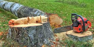 Best Stump Grinding and Removal  in Modesto, CA