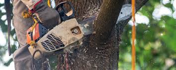 Best Arborist Consultation Services  in Modesto, CA