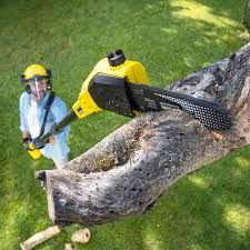 Best Tree Health Inspection  in Modesto, CA