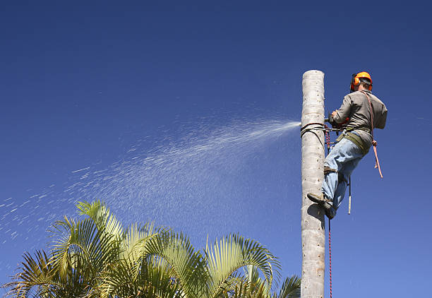 Best Lawn Maintenance Plans  in Modesto, CA