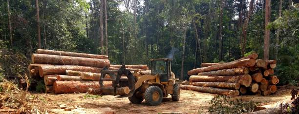  Modesto, CA Tree Care Pros