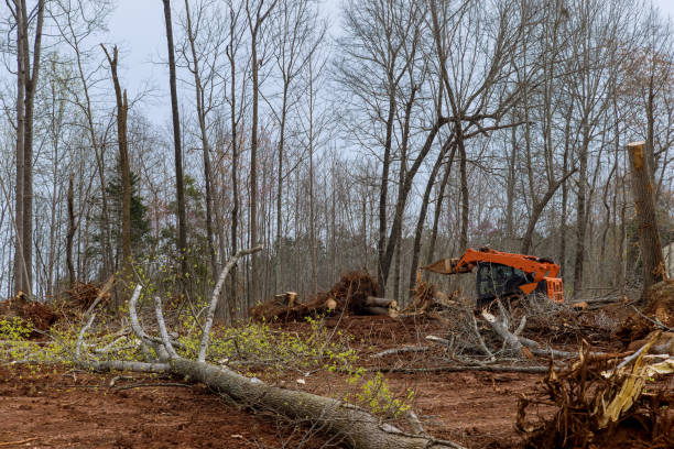 How Our Tree Care Process Works  in  Modesto, CA