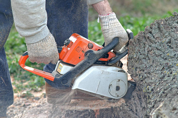 Best Commercial Tree Services  in Modesto, CA
