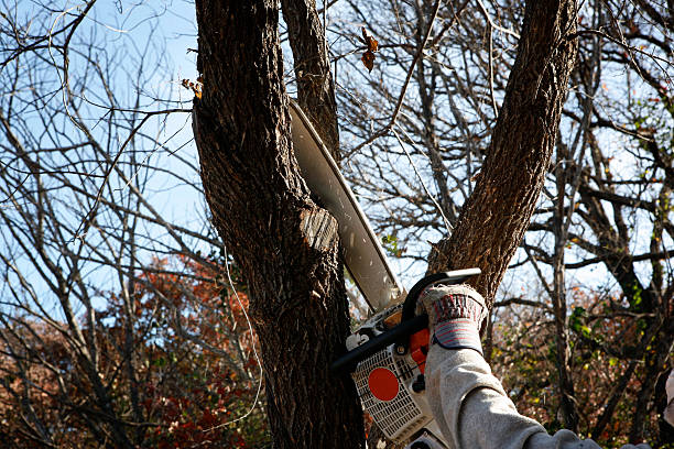Best Seasonal Cleanup (Spring/Fall)  in Modesto, CA