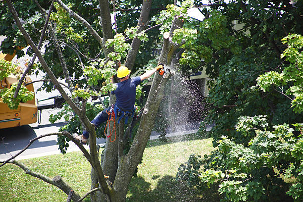 Best Hazardous Tree Removal  in Modesto, CA
