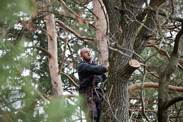 Best Tree Risk Assessment  in Modesto, CA